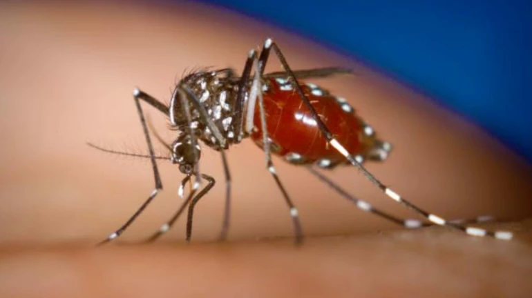 मुंबईत चिकनगुनियाच्या रुग्णांमध्ये वाढ मुंबईत चिकनगुनियाच्या रुग्णांमध्ये वाढ