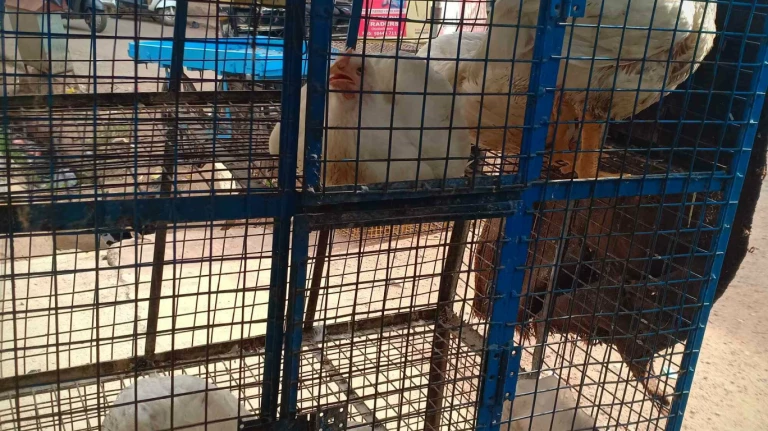 Meat Ban on Independence Day in Kalyan-Dombivli Triggers Controversy