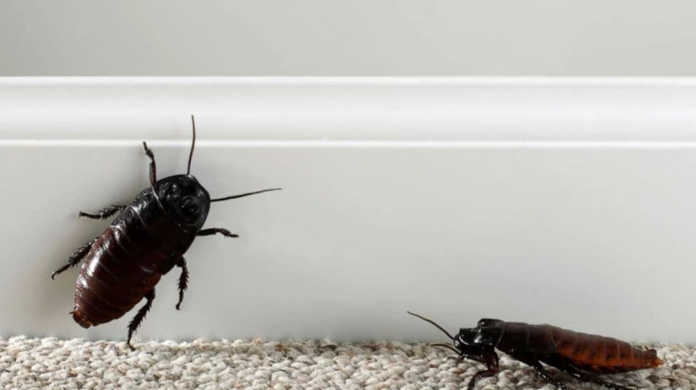 Cockroaches found in kitchen store of five-star hotel in Bandra; FDA orders closure of storage rooms