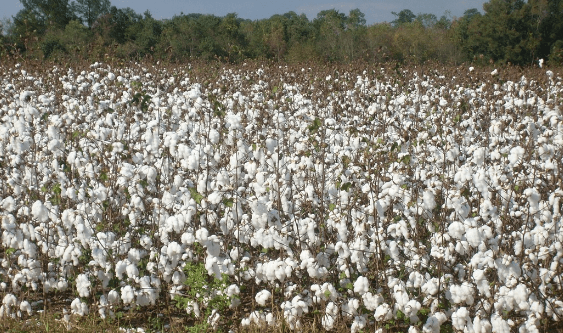 Maharashtra Aims to Take Cotton from Farms Directly to Global Markets