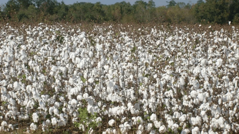 Maharashtra Aims to Take Cotton from Farms Directly to Global Markets Maharashtra Aims to Take Cotton from Farms Directly to Global Markets