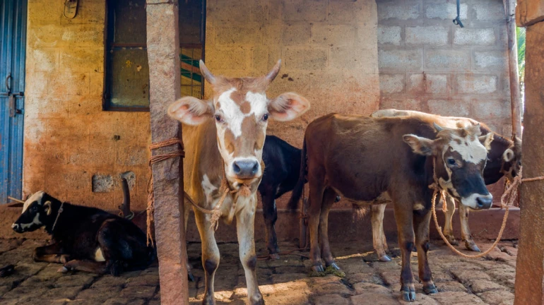 आरे कॉलनीतील गोठ्यांचे पुनर्वसन करण्यासाठी दूध उत्पादकांची पालिकेकडे विनंती आरे कॉलनीतील गोठ्यांचे पुनर्वसन करण्यासाठी दूध उत्पादकांची पालिकेकडे विनंती