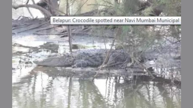 Trending Viral Video: Crocodile spotted near Navi Mumbai Municipal Corporation office