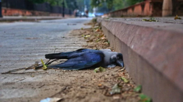 Mumbai: 169 crows and pigeons have died so far due to bird flu Mumbai: 169 crows and pigeons have died so far due to bird flu