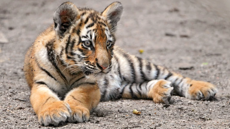 Mumbai: Tourists will be allowed to see male cubs at Byculla zoo