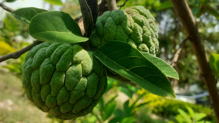 Navi Mumbai: 'Golden' custard apple in demand; Know the price Navi Mumbai: 'Golden' custard apple in demand; Know the price