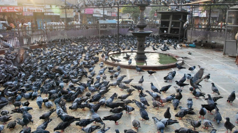 Dadar Kabutarkhana Faces Partial Demolition Amid Health Risk Concerns Dadar Kabutarkhana Faces Partial Demolition Amid Health Risk Concerns