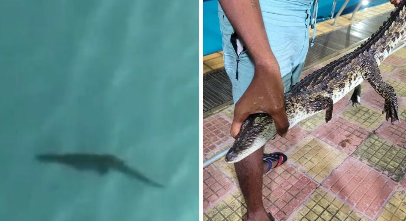 स्विमिंग पूलमध्ये मगरीचे पिल्लू प्राणीसंग्रहालयातूनच घुसल्याचा दावा