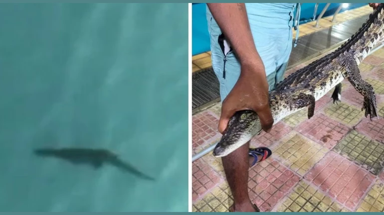 स्विमिंग पूलमध्ये मगरीचे पिल्लू प्राणीसंग्रहालयातूनच घुसल्याचा दावा स्विमिंग पूलमध्ये मगरीचे पिल्लू प्राणीसंग्रहालयातूनच घुसल्याचा दावा