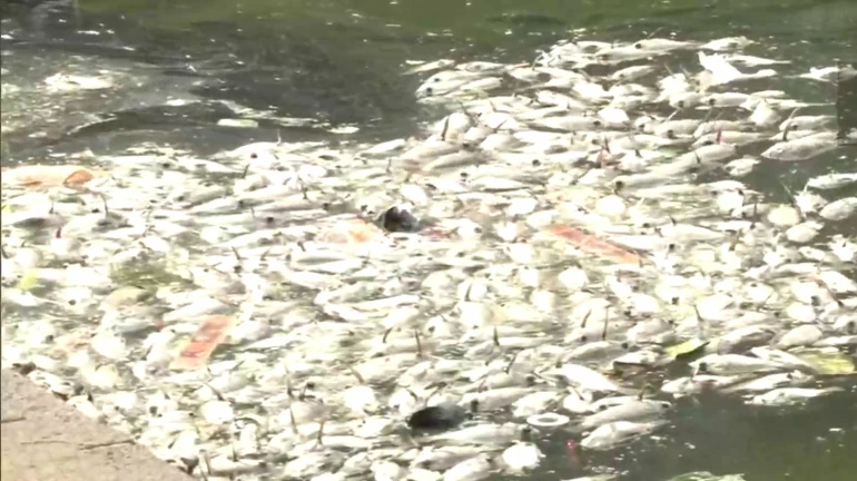 Banganga Lake Should Have Separate Ritual Pool To Stop Pollution, Demands Mumbai Environmentalists Banganga Lake Should Have Separate Ritual Pool To Stop Pollution, Demands Mumbai Environmentalists