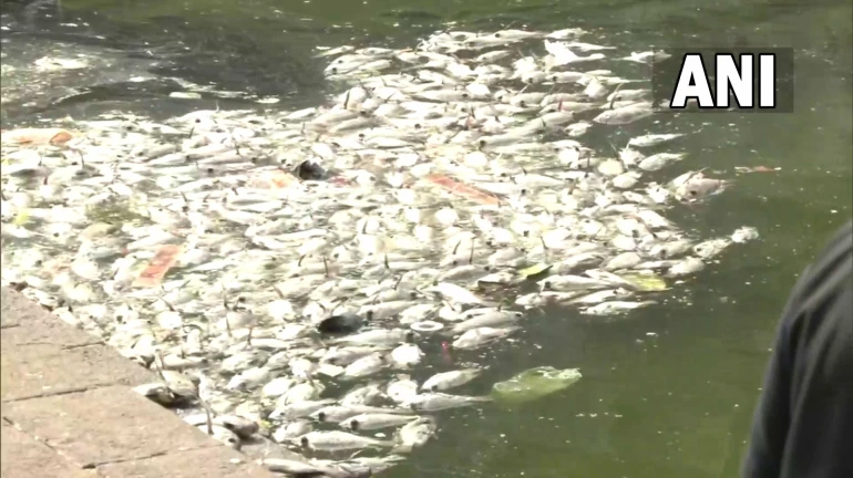 Why Are Droves Of Fish Floating Dead In "This" Mumbai Pond? Why Are Droves Of Fish Floating Dead In "This" Mumbai Pond?