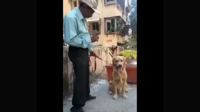 Trending Viral Video: This dog is a maths wizard