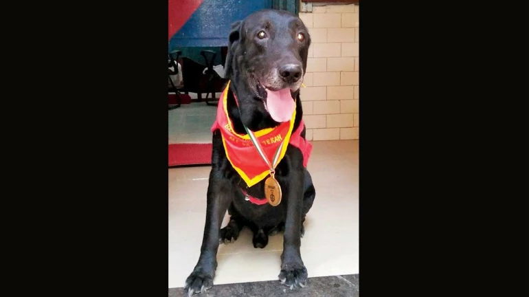 २६/११ च्या हल्ल्यात शस्त्र शोधून देणारा कॅनिंग सैनिक ‘नॉटी श्वाना’चा मृत्यू २६/११ च्या हल्ल्यात शस्त्र शोधून देणारा कॅनिंग सैनिक ‘नॉटी श्वाना’चा मृत्यू