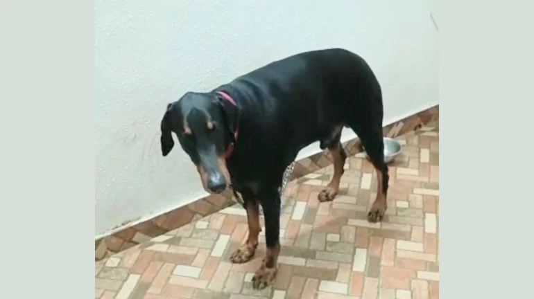 India's First ever Laparoscopic gallbladder surgery for pets performed in Pune India's First ever Laparoscopic gallbladder surgery for pets performed in Pune