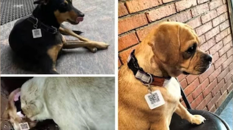 Mumbai: First Time Ever Stray Dogs Get Aadhar Card With QR Codes; Here's How It Will Help