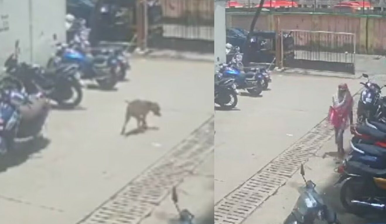 क्रूरतेचा कळस! महिलेने कुत्र्यावर फेकले अ‍ॅसिड