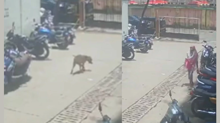 मुंबई - महिला ने आवारा कुत्ते पर फेका एसिड , कुत्ते की एक आंख पर असर