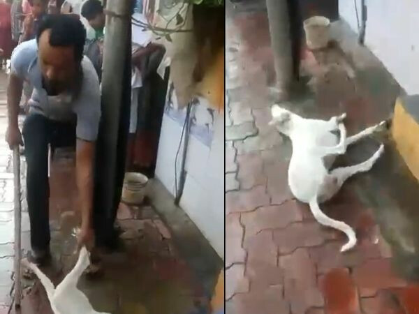 Mumbai Police arrests 31-Year-Old Man for killing a stray dog in Goregaon