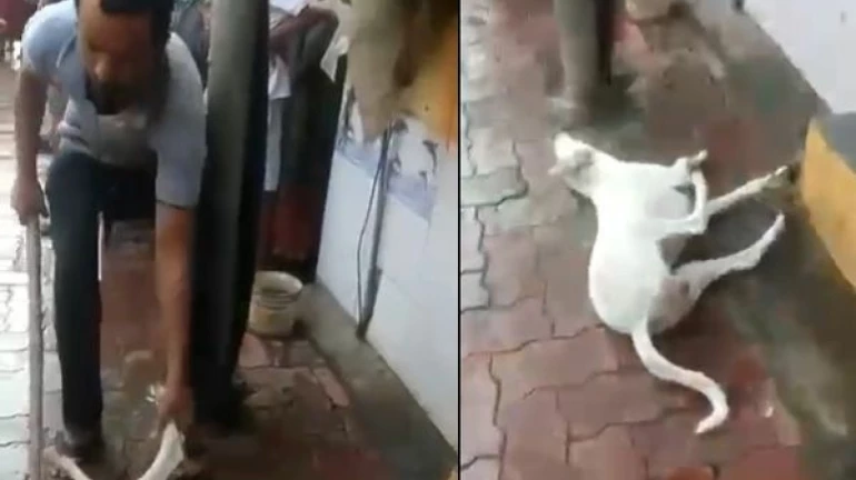 कुत्रा विव्हळत होता, पण तो लोखंडी दांड्यानं मारत राहिला, अखेर... कुत्रा विव्हळत होता, पण तो लोखंडी दांड्यानं मारत राहिला, अखेर...