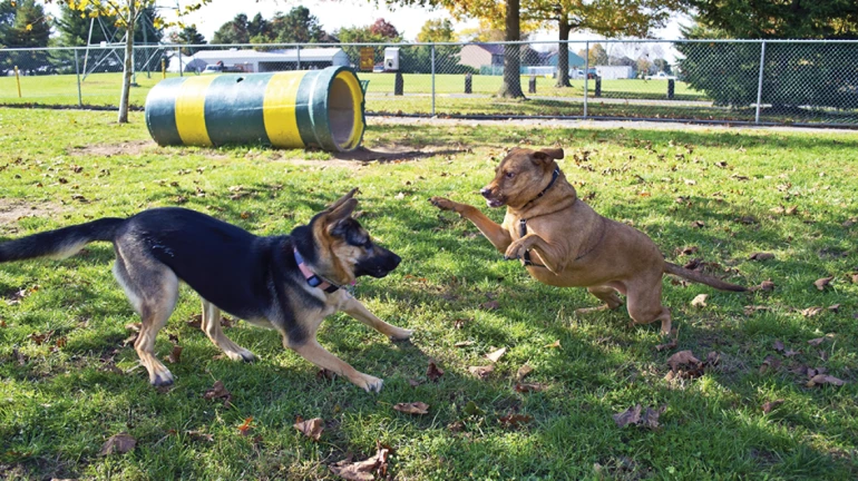 Navi Mumbai: First-ever dog park to be opened soon in Vashi Navi Mumbai: First-ever dog park to be opened soon in Vashi