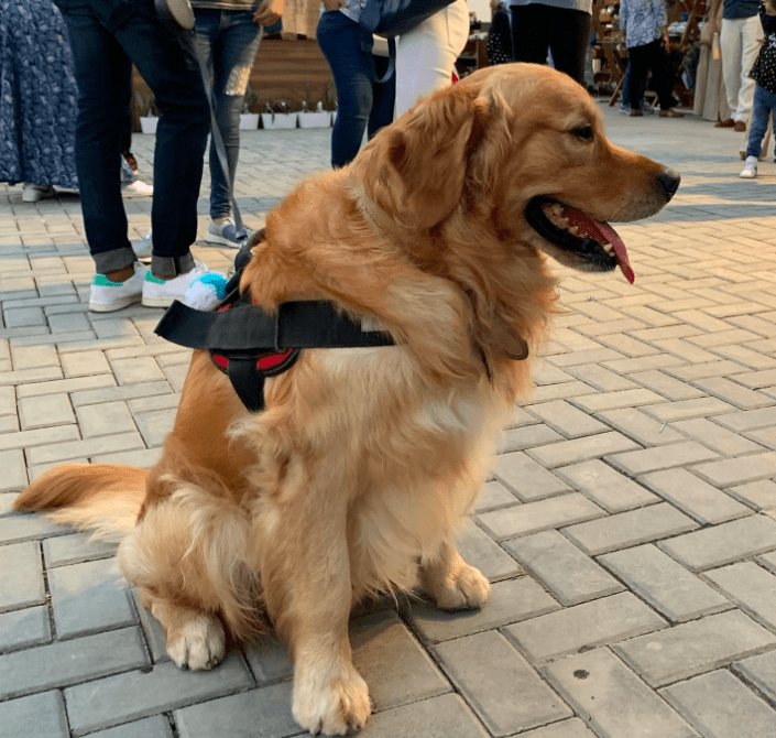 Mumbai: Man assaulted by a resident for using the elevator with dog in Chandivali