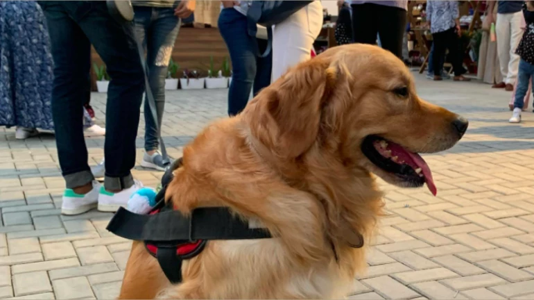 Mumbai: Man assaulted by a resident for using the elevator with dog in Chandivali Mumbai: Man assaulted by a resident for using the elevator with dog in Chandivali