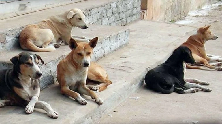 मुंबई में आवारा कुत्तों का भी होगा सर्वे