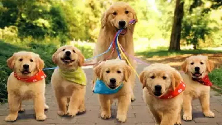 बीएमसी पहली बार कुत्तों की जनगणना में पालतू जानवरों को भी शामिल करेगी