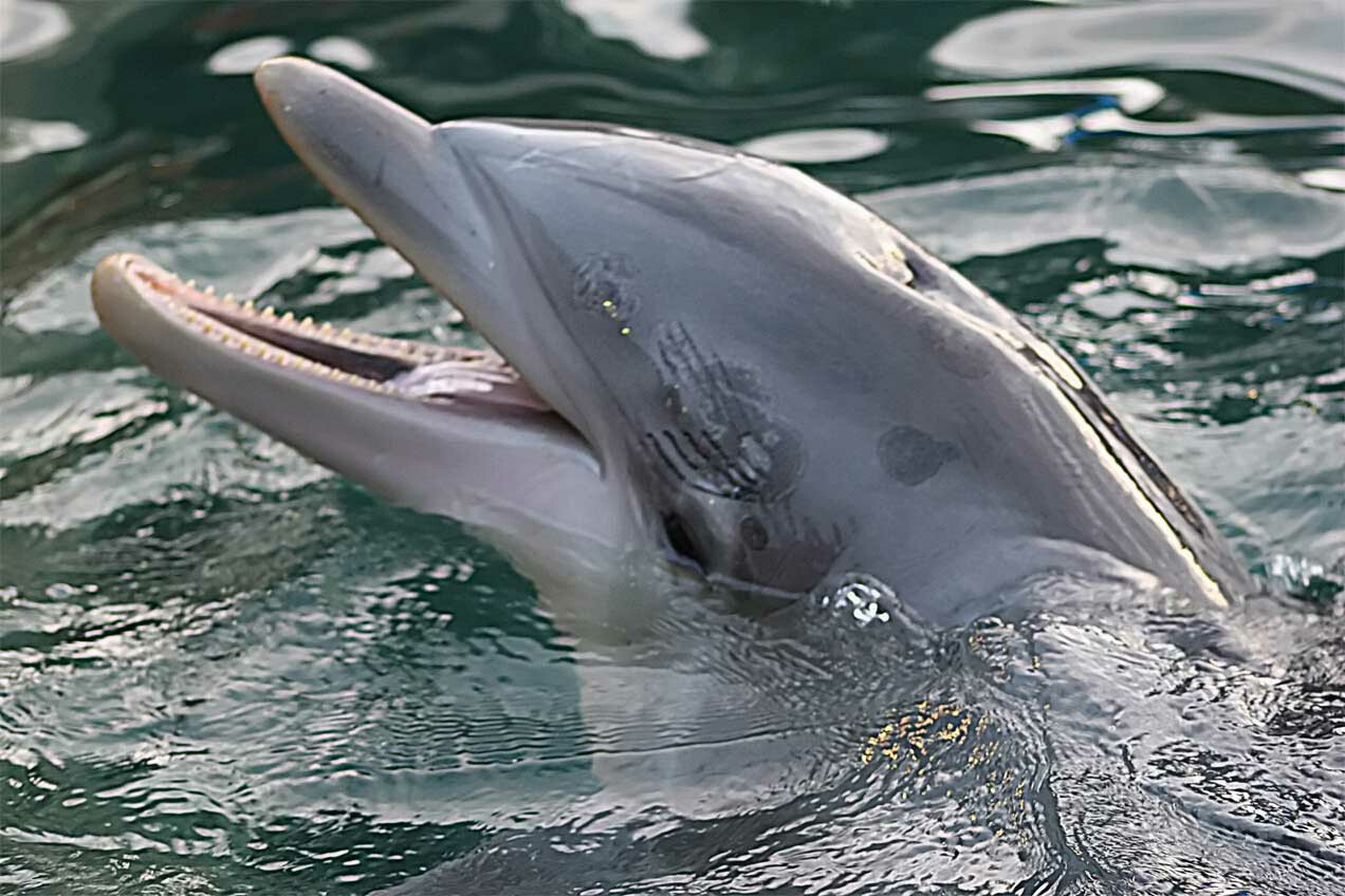 Dead Dolphin Washes On Juhu Beach’s Shore