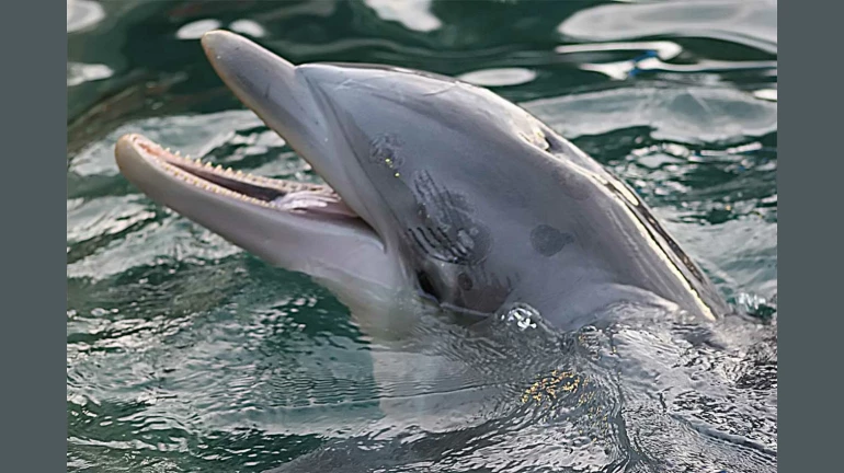 Dead Dolphin Washes On Juhu Beach’s Shore Dead Dolphin Washes On Juhu Beach’s Shore
