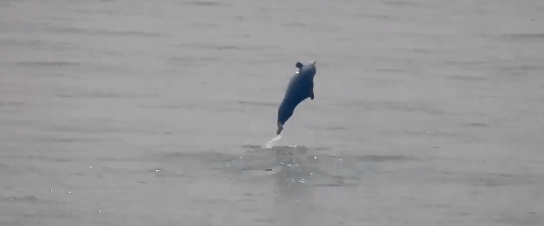 Mumbai: Humpback Dolphins Spotted Near Gateway of India