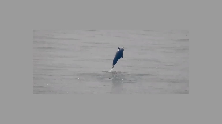 Mumbai: Humpback Dolphins Spotted Near Gateway of India