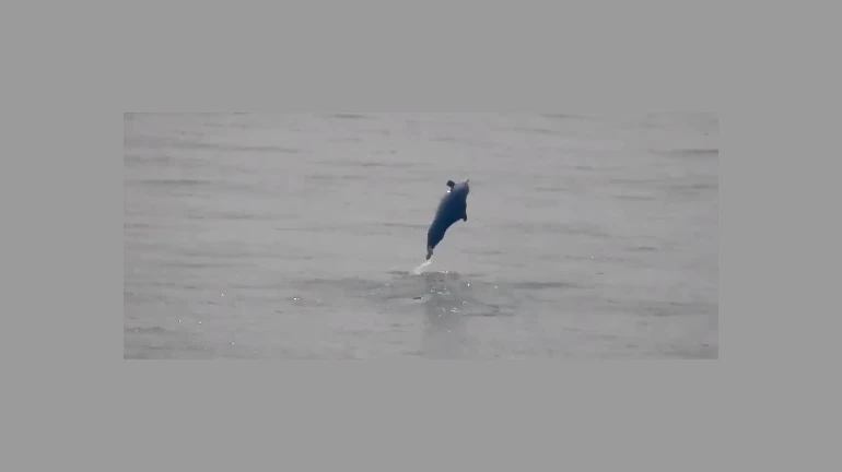 Mumbai: Humpback Dolphins Spotted Near Gateway of India Mumbai: Humpback Dolphins Spotted Near Gateway of India