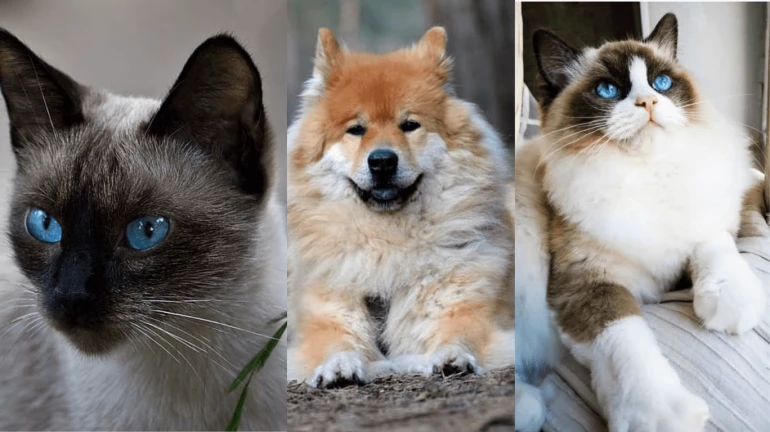 Mumbai Cop Turns Police Station into Safe Haven for Stray Animals Mumbai Cop Turns Police Station into Safe Haven for Stray Animals