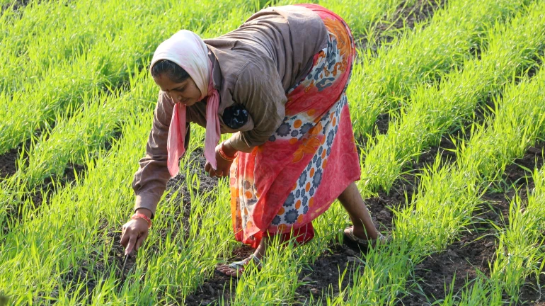 महाराष्ट्र-  कृषि नुकसान का ई-पंचनामा करेगी राज्य सरकार
