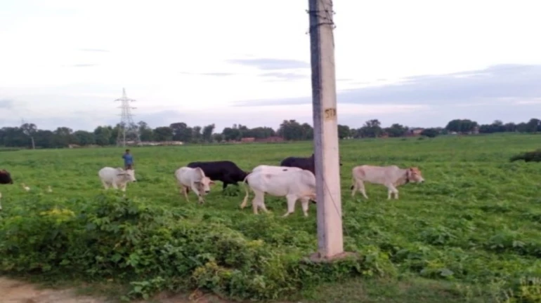 यूपी में आवारा गोवंश पशुओं का आतंक चरम पर यूपी में आवारा गोवंश पशुओं का आतंक चरम पर