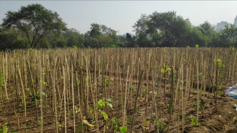 Maharashtra Govt Announces New Scheme For Farmers; Get Details Here