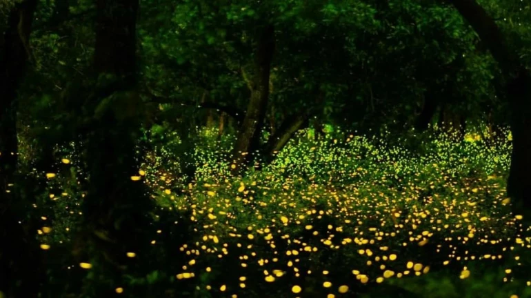 Maharashtra: Firefly Festival Under Scrutiny as Overcrowding Threatens Their Survival Maharashtra: Firefly Festival Under Scrutiny as Overcrowding Threatens Their Survival