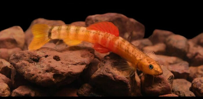 तेजस ठाकरे यांनी लावला चौथ्या नवीन प्रजातीच्या माश्याचा शोध