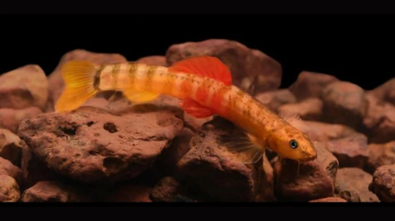 तेजस ठाकरे यांनी लावला चौथ्या नवीन प्रजातीच्या माश्याचा शोध तेजस ठाकरे यांनी लावला चौथ्या नवीन प्रजातीच्या माश्याचा शोध