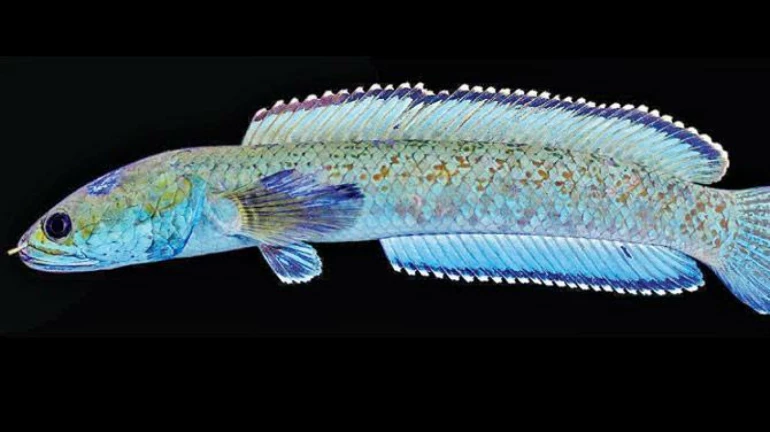 तेजस ठाकरे यांचं नवीन संशोधन, माशाच्या प्रजातीचा लावला शोध