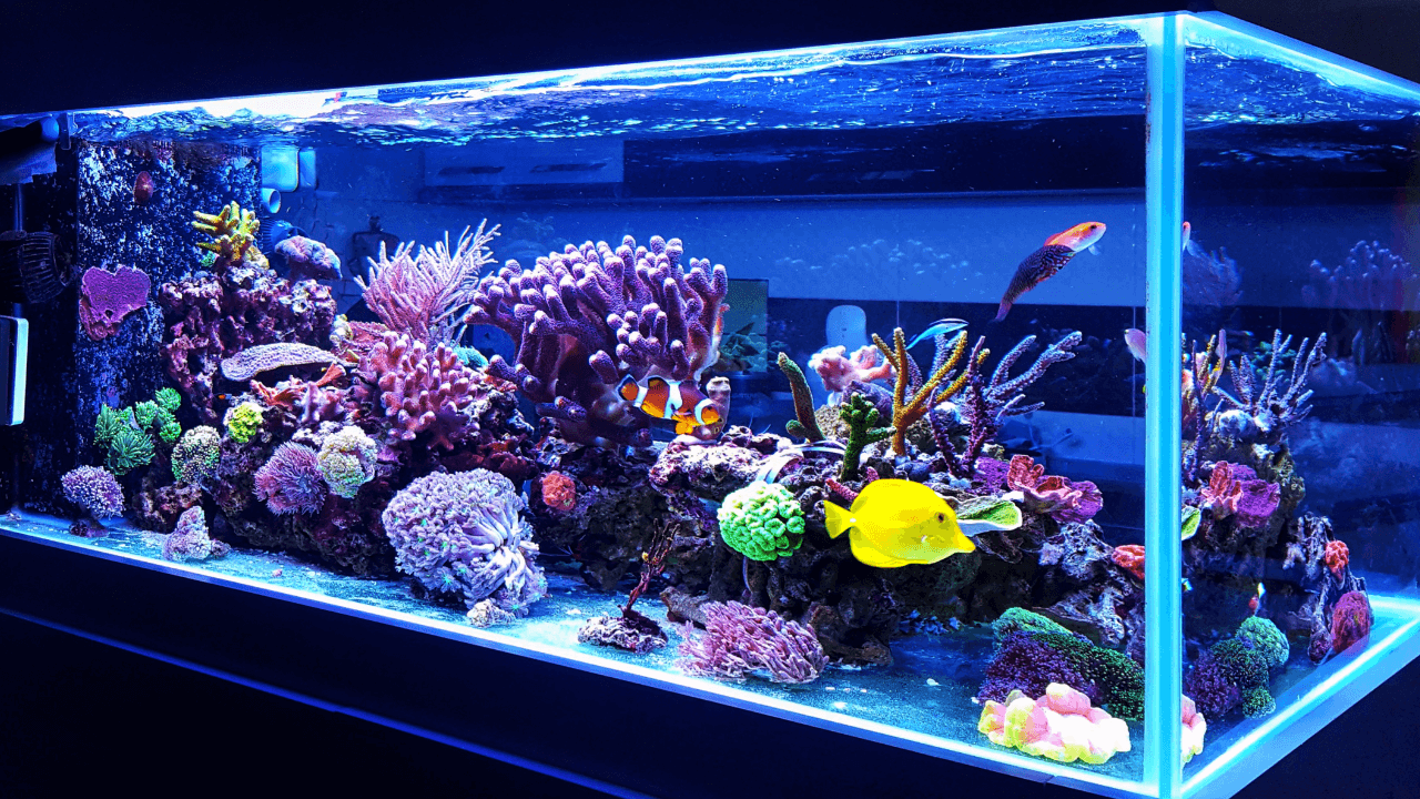 Maharashtra’s First Fish Health Clinic to Open in Versova for Pet and Ornamental Fish