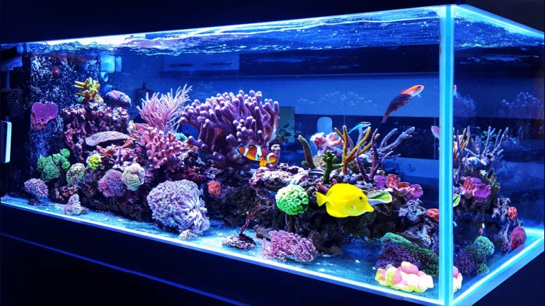 Maharashtra’s First Fish Health Clinic to Open in Versova for Pet and Ornamental Fish Maharashtra’s First Fish Health Clinic to Open in Versova for Pet and Ornamental Fish