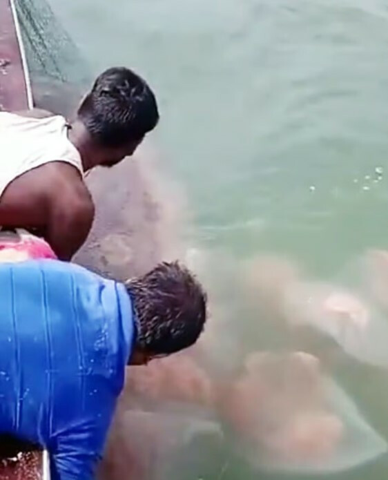 भाईंदरजवळील समुद्रात जेलिफिशचे आक्रमण, मच्छिमार चिंतेत