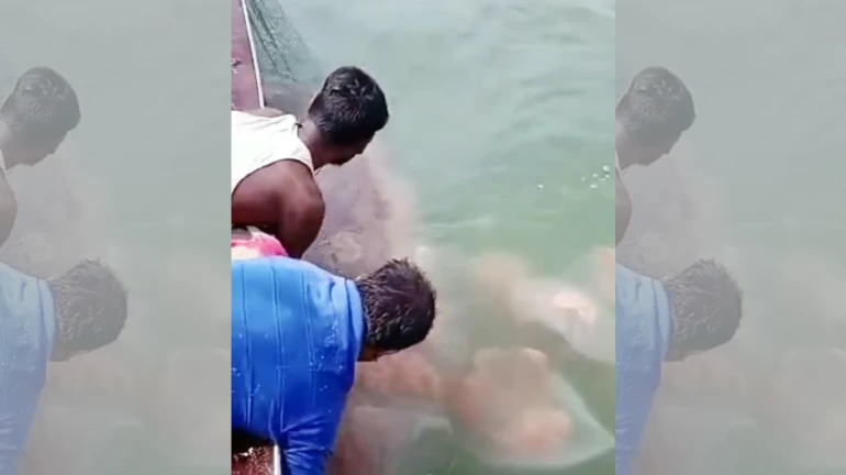 भाईंदरजवळील समुद्रात जेलिफिशचे आक्रमण, मच्छिमार चिंतेत भाईंदरजवळील समुद्रात जेलिफिशचे आक्रमण, मच्छिमार चिंतेत