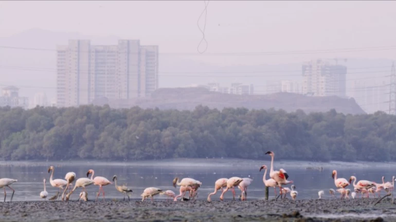 Amazon to preserve Mumbai’s flamingo habitat, restoring mangrove forests, removing plastic waste with US$1.2M investment Amazon to preserve Mumbai’s flamingo habitat, restoring mangrove forests, removing plastic waste with US$1.2M investment