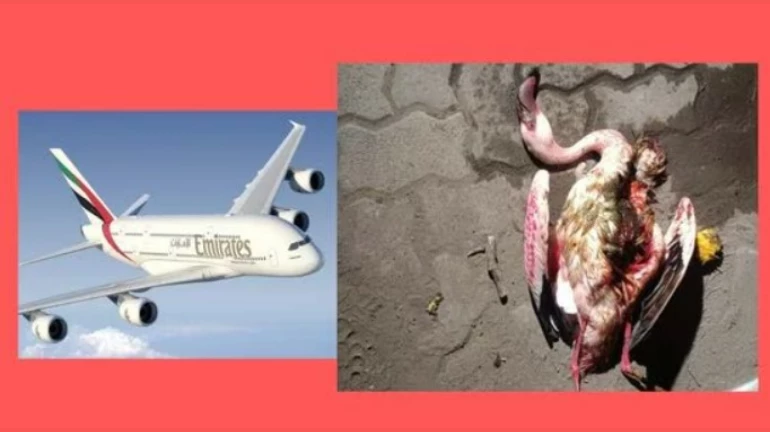 36 flamingos died after Emirates flight hits them while landing at Mumbai Airport 36 flamingos died after Emirates flight hits them while landing at Mumbai Airport