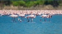 Delayed Flamingo Migration Raises Environmental Concerns in MMR Delayed Flamingo Migration Raises Environmental Concerns in MMR