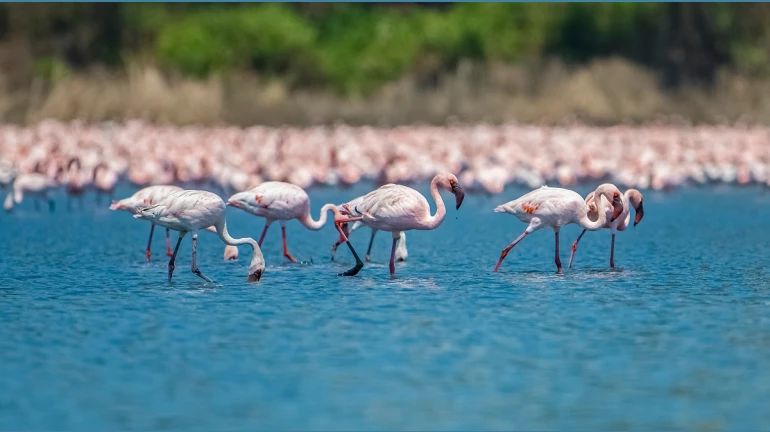 Flamingos have started arriving in Mumbai Flamingos have started arriving in Mumbai