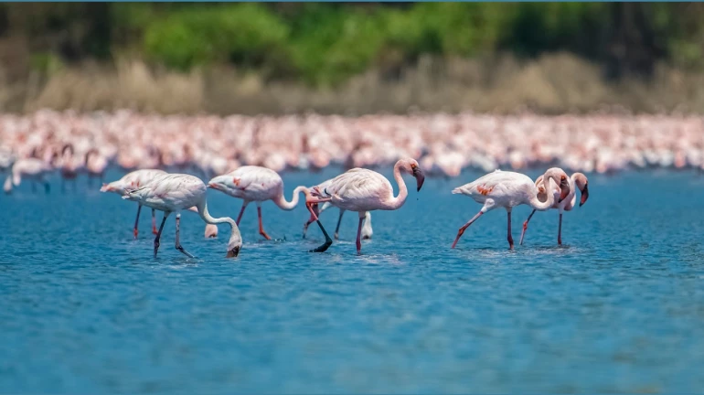 Destruction of wetlands have forced flamingos to feed within smaller pockets